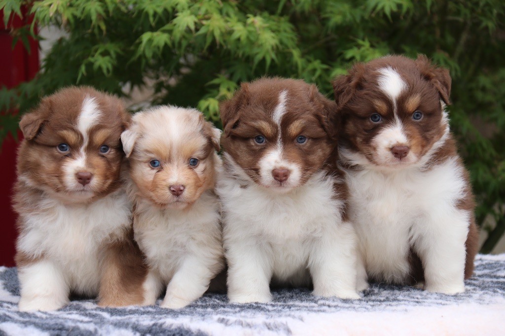 chiot Berger Australien Du Feu Sacré D'hestia