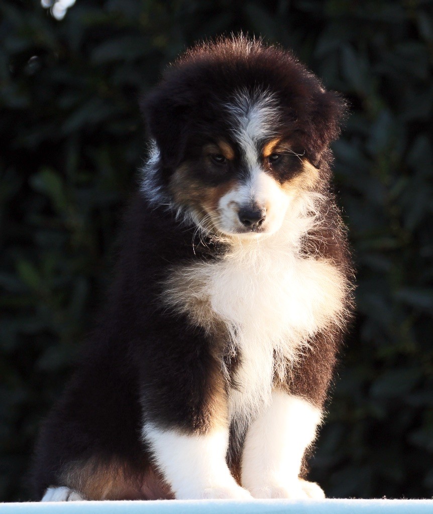 Du Feu Sacré D'hestia - Berger Australien - Portée née le 25/07/2017