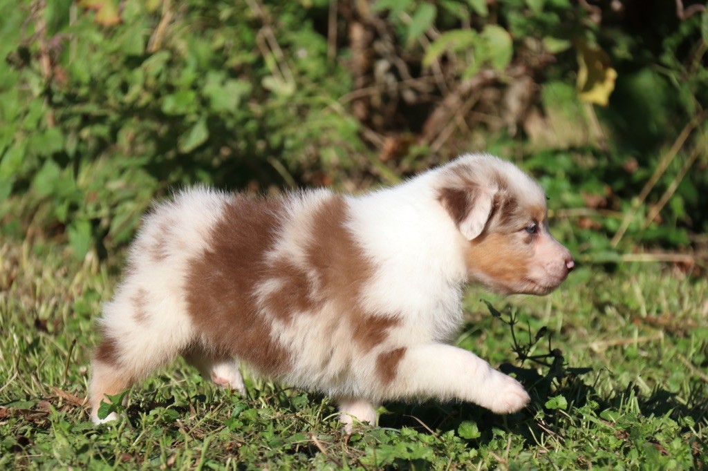 Du Feu Sacré D'hestia - Berger Australien - Portée née le 20/09/2022