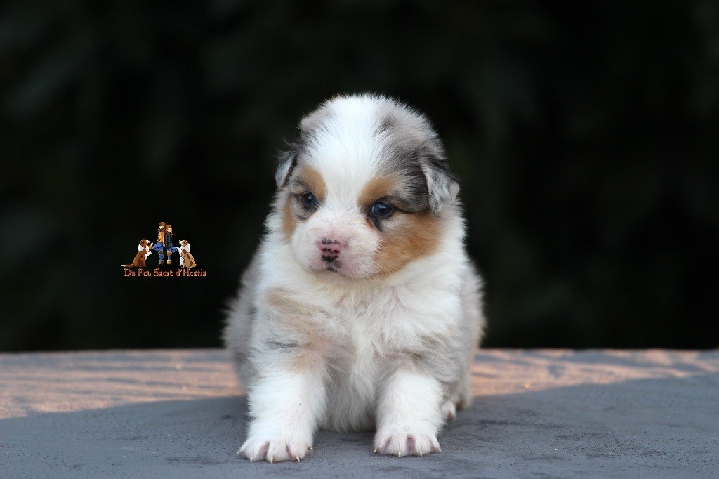 Du Feu Sacré D'hestia - Berger Australien - Portée née le 19/09/2017